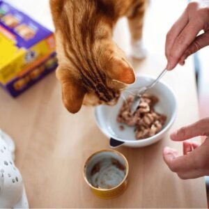 Can Cats Eat Dog Food Safely?