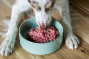 Hydration-Based Nutrition: How Much Wet Dog Food Should I Feed My Dog? 