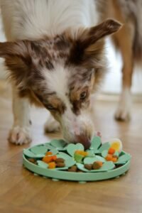 The Ancestral Approach: How Much Raw Food Should I Feed My Dog?