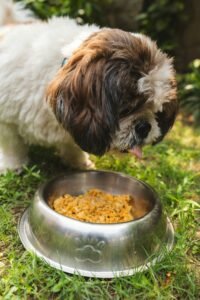 Small Breed Specialty: How Much Cesar Dog Food Should I Feed My Dog?