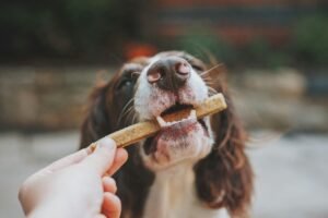 Calculating Your Dog’s Wet Food Needs