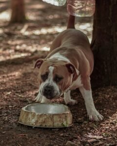 Life Stage Requirements: Puppy Feeding Strategies